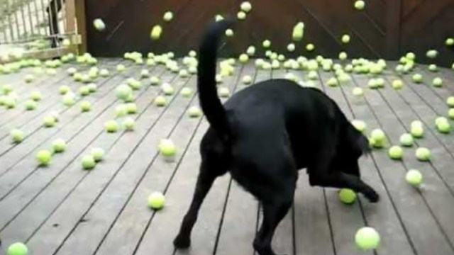 Regardez la réaction du chien quand son rêve devient réalité