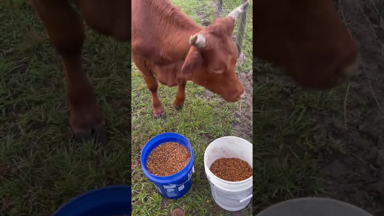 Cattle feeding time #cattle #cows #cow