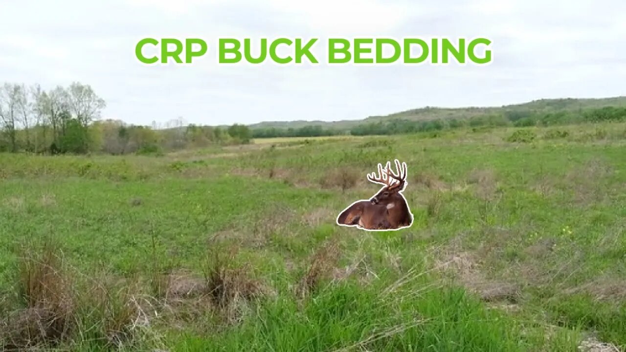 How bucks' bed in CRP Fields and a detailed stand setup