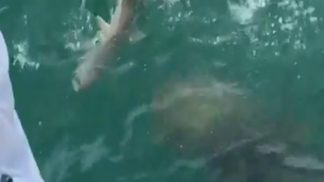 SHARK BECOMES SNACK! 500-pound goliath grouper eats shark as Florida fishermen watch - ABC15 Digital