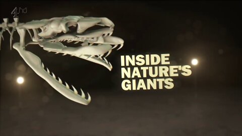 Inside Nature's Giants Monster Python - S2E2