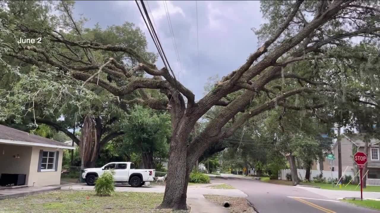 Y-shaped trees have Florida residents questioning utility companies