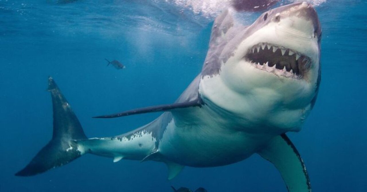 Grey Reef Sharks on a Coral Reef