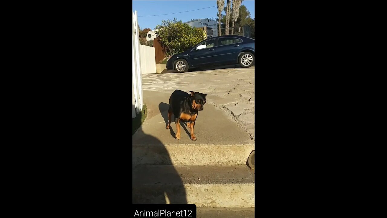 Height phobia dog_ funny dog _ AnimalPlanet12 _ (720P_HD).MP4