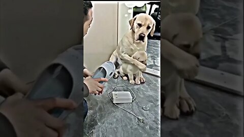 Amor de Mãe Atitude dos Animais é exemplo