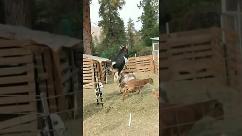 #goats #troublemaker #homesteading #homesteadlife #farm #farmlife #farmanimals