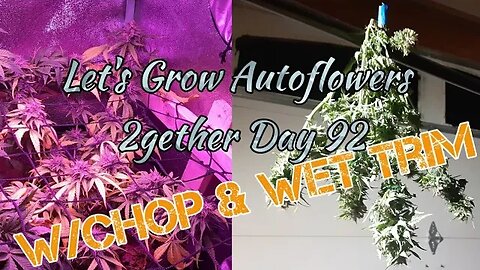 Let's Grow Autoflowers 2gether Day 92 with Harvest & Initial Trimming