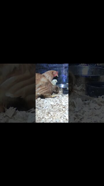 The secret lives of baby chicks