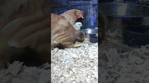 The secret lives of baby chicks