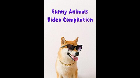 Best Funniest Animal Videos 2024