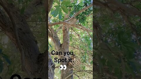can you see it? #shorts #short #youtube #subscribe #sub #look #tree #game #spotting #wild #omg #yeah