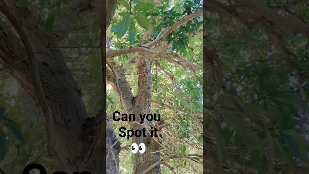 can you see it? #shorts #short #youtube #subscribe #sub #look #tree #game #spotting #wild #omg #yeah