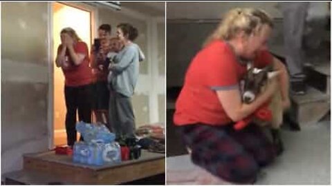 Nainen saa kääpiövuohen joululahjaksi