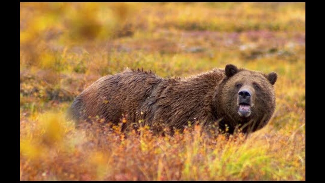 Someone May Die Today.........Insane Grizzly Bear