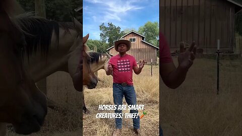 This Horse Just Stole My Carrots! Beautiful Smart Creatures in the Country! 🤠