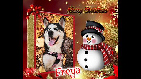 All Huskys, Snowdogs and More Christmas 2023