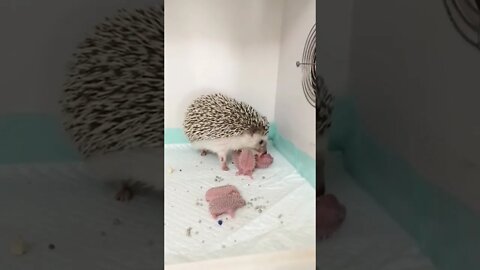 Look what a cutest little thing