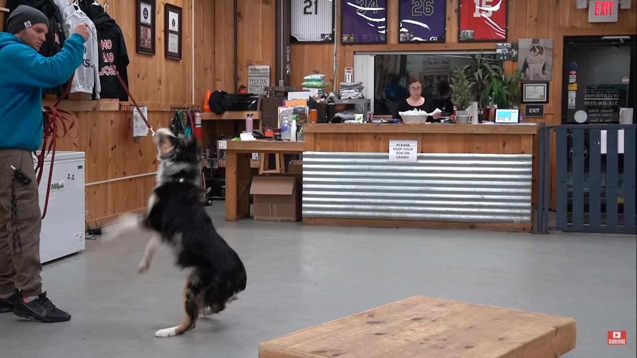 Oh no! Dog goes CRAZY on leash | My dog wont walk on a leash