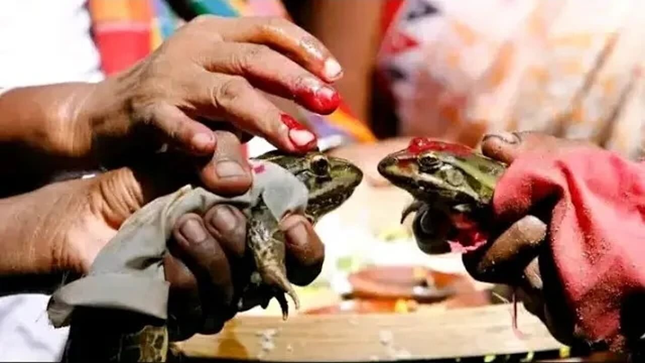 भ्यागुताको बिहे // frog wedding in nepal🤣 #shorts #shortfeed #viral #ytshorts #subscribe