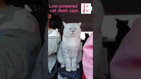 🐱Cutest Cats🐱