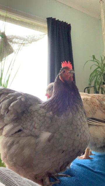 Preening hens on the couch