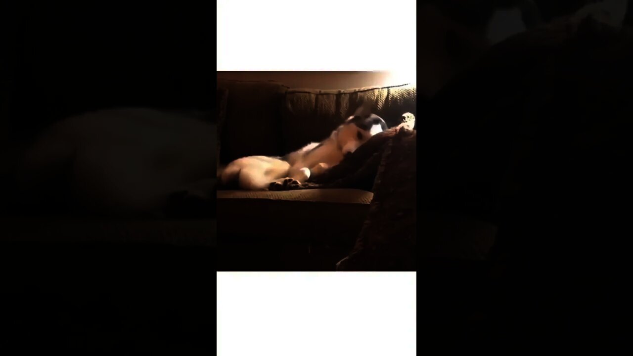 Undercover baby human😂