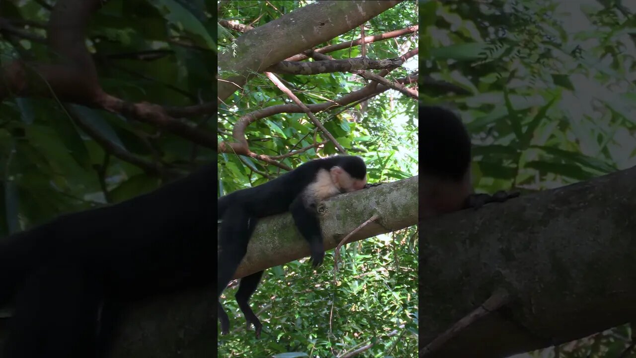 Capuchin Hanging Around #shorts #short