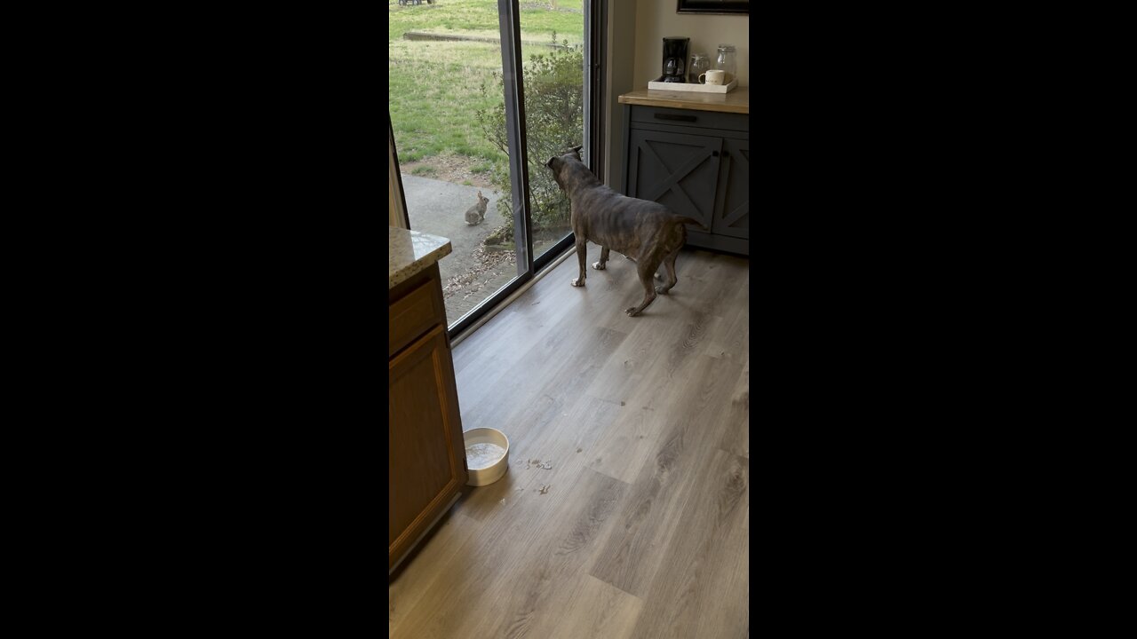 Follow the white rabbit