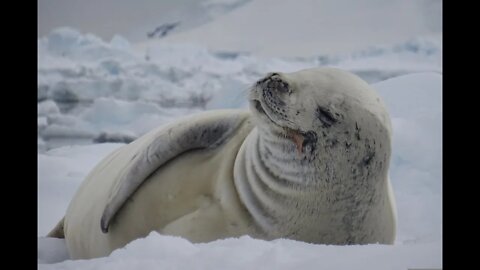 Antarctica Is Sexist