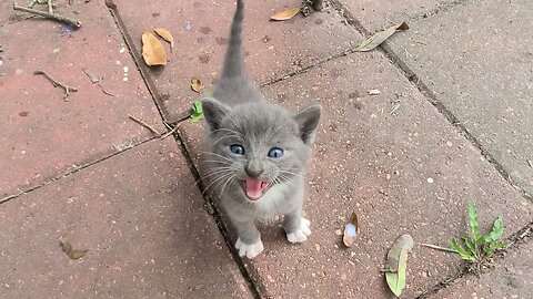 Stray kittens invaded my backyard 😀😃🙂