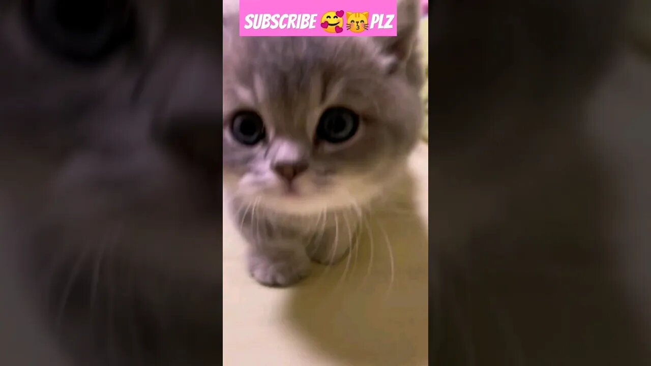 so cute cat baby || in home || 😽🥰 *53* #shortsfeed #cat #youtubepets #catvideos