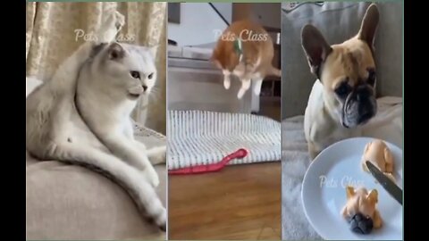 Cat funny fight videos