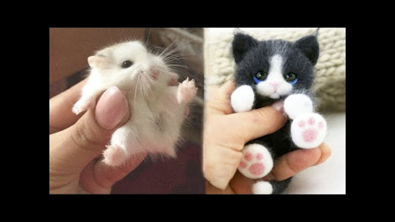 Cute baby animals Videos Compilation cute moment of the animals