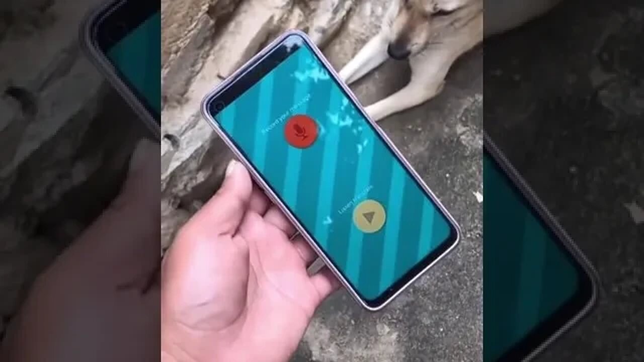 Brilliant: the app translates human speech... into dog "woof".