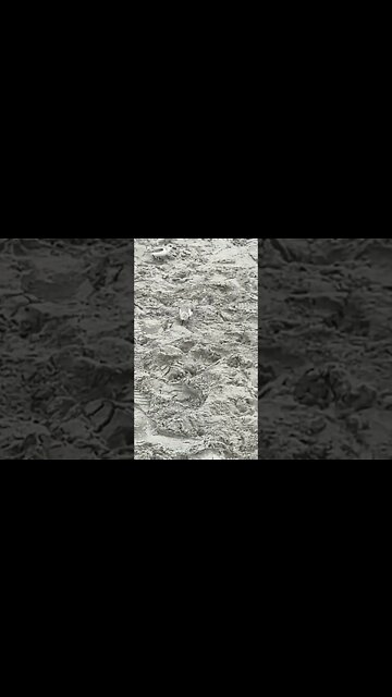 Baby Seagulls in the Sand