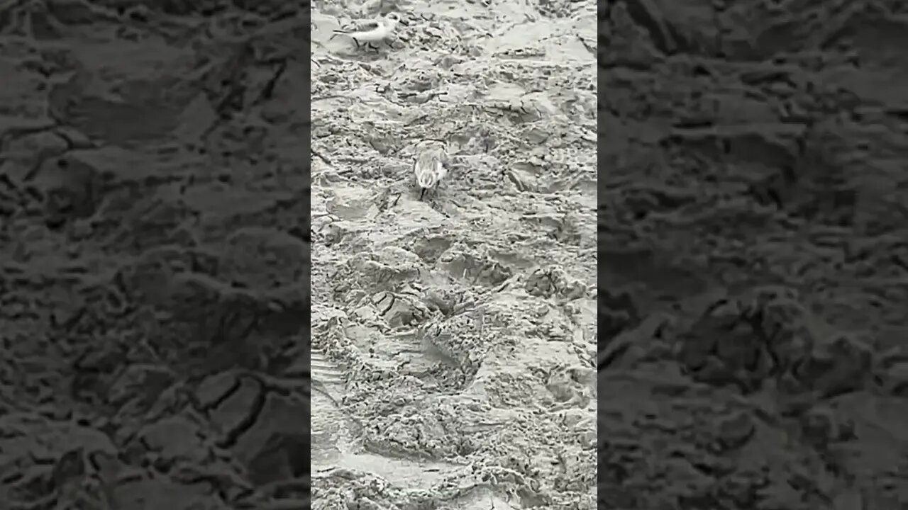 Baby Seagulls in the Sand