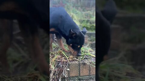 Cute Rottweiler goes for a walk #shorts #short #viral #trending #subscribe