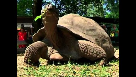 Athletes Weigh Giant Turtles