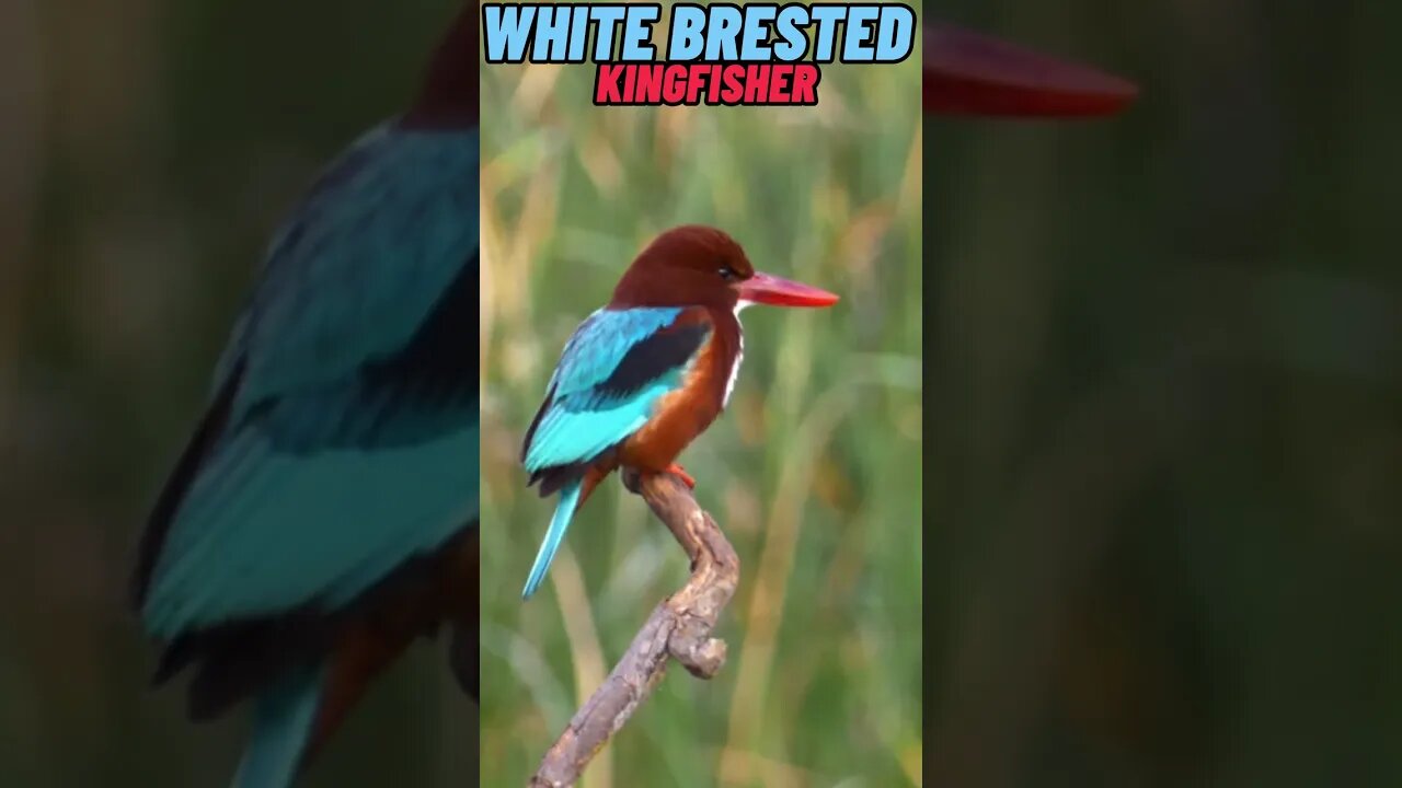 White Brested Kingfisher in Jerusalem, Israel