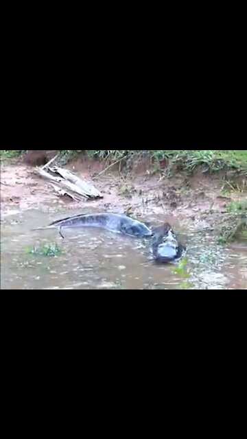 Catch Big Fish By hand