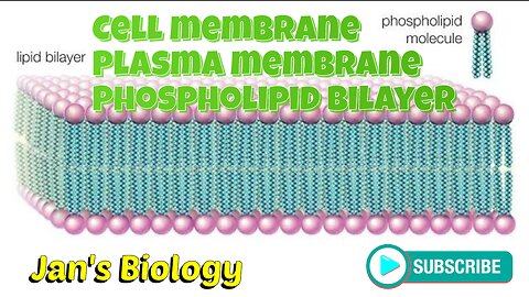 Cell membrane | Plasma membrane | Phospholipid bilayer