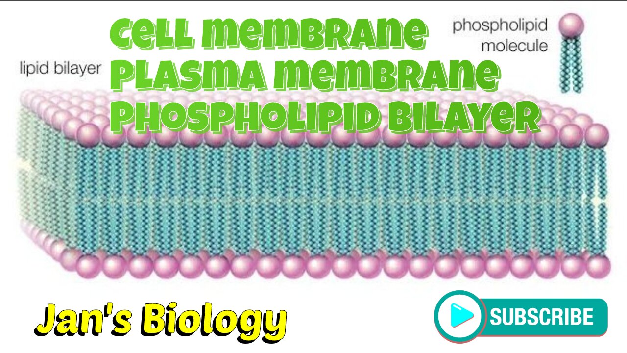 Cell membrane | Plasma membrane | Phospholipid bilayer