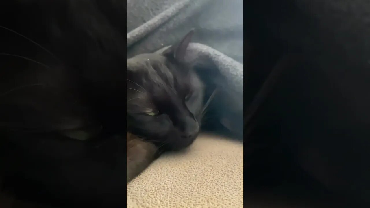 Cat is sleeping under the blanket