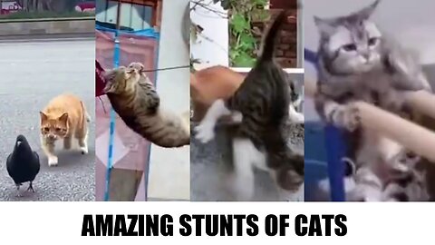 Cats Amazing Stunts