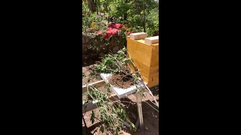 Re-homing a honeybee swarm