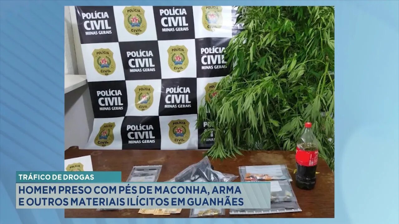 Tráfico de Drogas: Homem Preso com Pés de Maconha, Arma e outros Materiais Ilícitos em Guanhães.