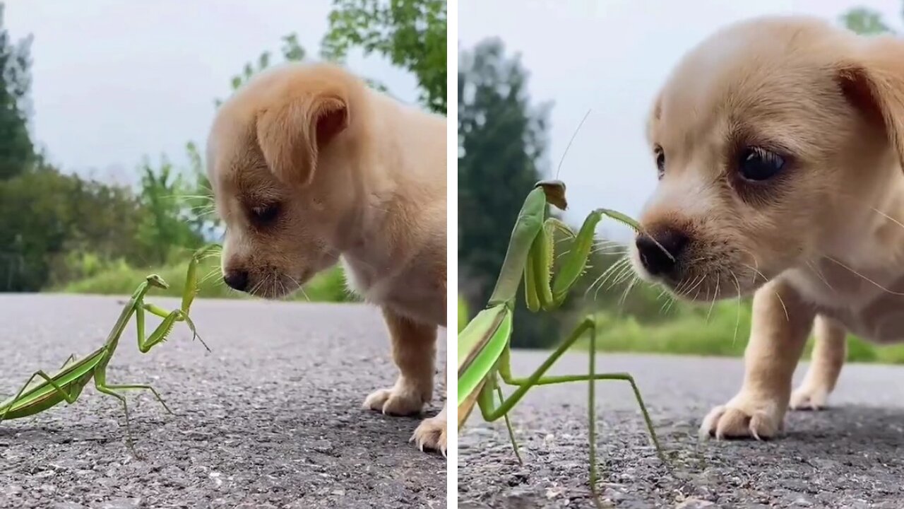 Puppy plays with praying mantis