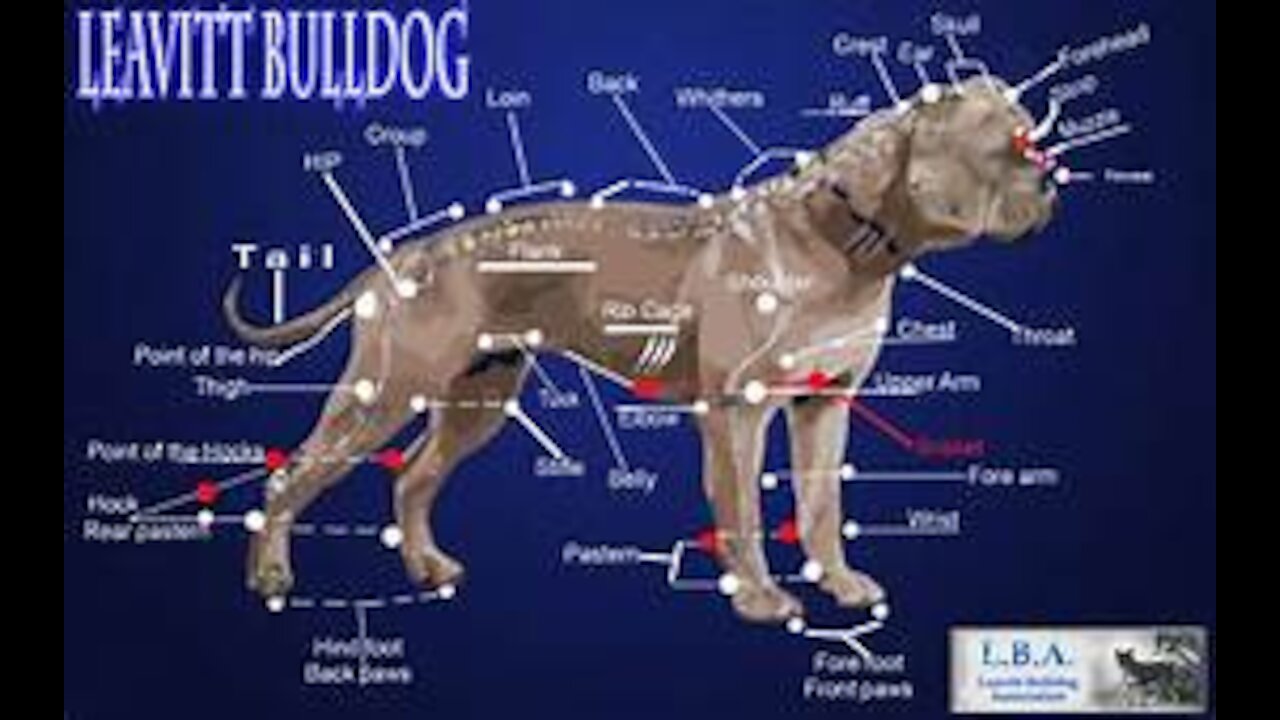 MUSCLE Training Exercises for American Bulldogs That Will Make Your Dog MUSCULAR!!