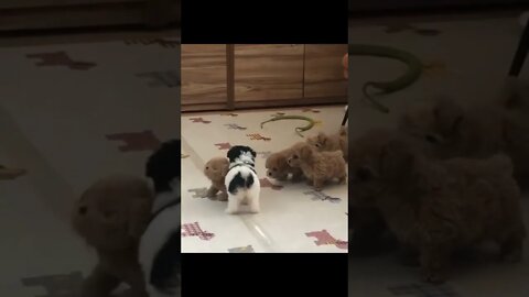 What cute little things!!!!