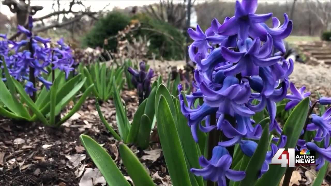 As quickly as flowers, spring excitement is growing in KC